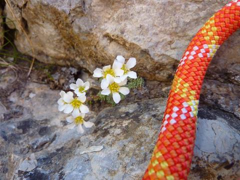 saxifraga dipensioides © Cyril Coursier - Parc national des Écrins
