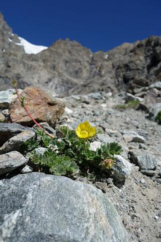 Benoite rampante, glacier des Rouies - © C.Dentant - Parc national des Écrins