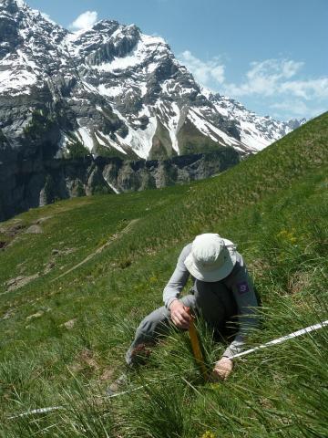 ressource en herbe - Alpages sentinelles - © Parc national des Écrins