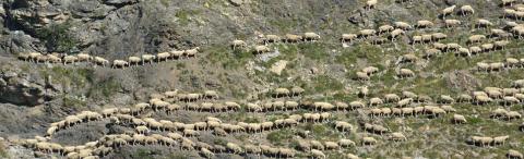 troupeau © M.Coulon - Parc national des Écrins