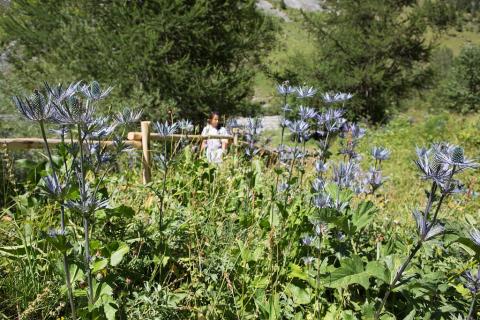 reine des alpes - photo Thierry Maillet - Parc national des Ecrins