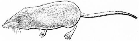 Musaraigne alpine - Sorex alpinus- dessin Dequest Pierre-Emmanuel - Musaraigne alpine - Sorex alpinus- dessin Dequest Pierre-Emmanuel - Livre "A la rencontre des animaux en montagne"