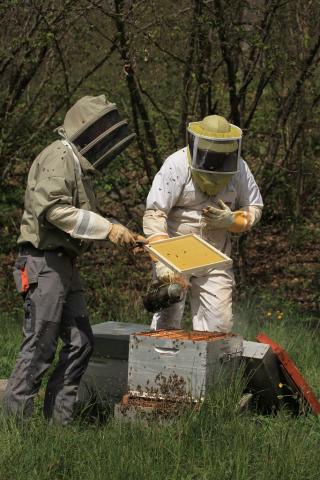 apiculture dans les Ecrins - © M.Corail - Parc national des Ecrins
