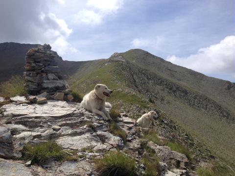 Chiens de protection - Rouanette - © R.Papet - Parc national des Ecrins