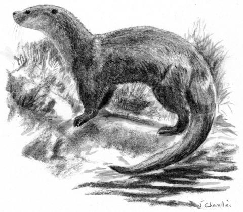 Dessin loutre d'Europe, Lutra Lutra © J.Chevallier- Atlas du Haut-Dauphiné - vertébrés - Parc national des Ecrins - CRAVE