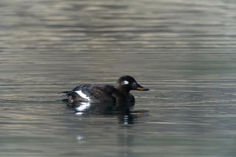 Macreuse brune - © P.Saulay - Parc national des Ecrins