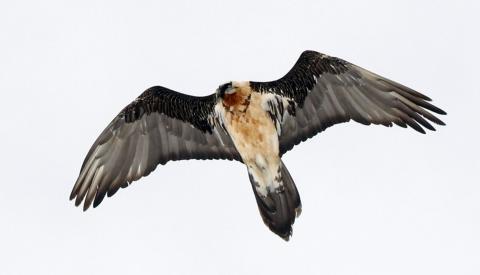 Gypaète barbu - Le Lauzet - 01 fev 2018 © C.Coursier - Parc national des Écrins