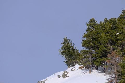 Bouquetins  hiver Cerces - © M.Coulon - Parc national des Ecrins