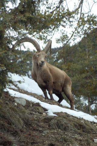 chantoiseau - ibex - Parc national des Écrins 2018
