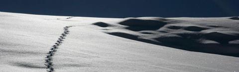 Piste renard © M.Corail - Parc national des Écrins