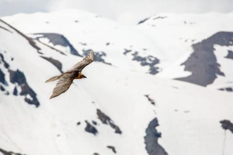 Gypaète du trio reproducteur de Mizoën - mai 2018 - © T.Maillet - Parc national des Ecrins