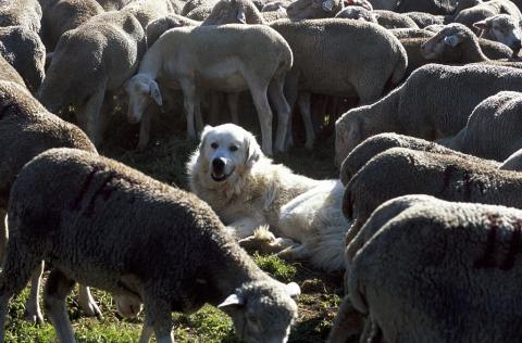 Chien de protection au troupeau - Chantelouve - © JP NIcollet - Parc national des Écrins