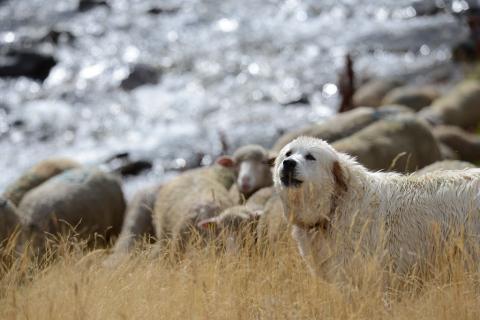 Chien de protection dit patou -  © Parc national des Ecrins