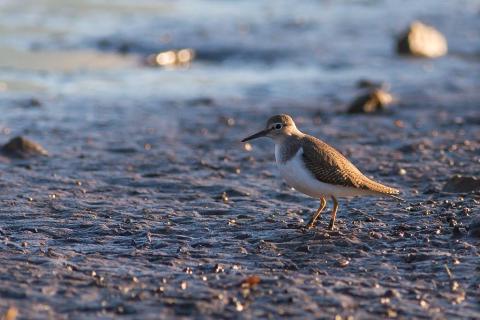 Chevalier guignette © P.Saulay - Parc national des Écrins