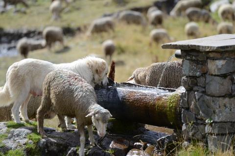 Chien de protection © R.Papet - Parc national des Écrins