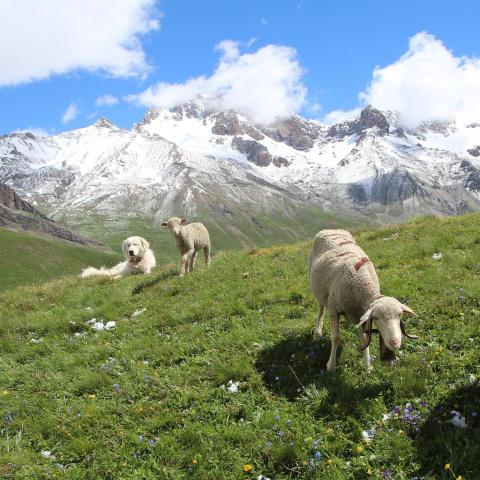 Chien de protection © C.Coursier - Parc national des Écrins