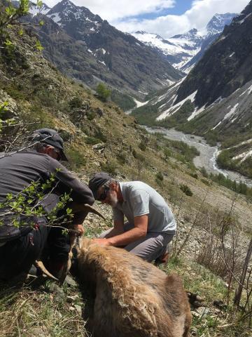 Capture de Dimanche © R. Papet, Parc national des Écrins