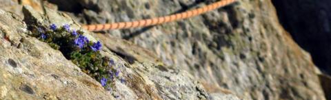 Ecologie verticale dans les Ecrins - © S.Ibanez