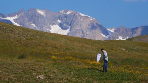 séminaire Bourdons alpins - juillet 2018 © D.Combrisson - Parc national des Écrins