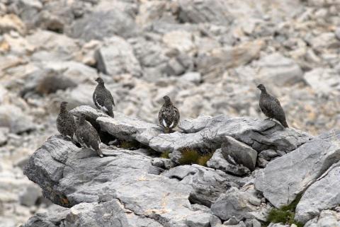 Lagopèdes en tenue estivale © M.Coulon - Parc national des Ecrins