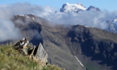 Lagopède en tenue estivale © JP Telmon - Parc national des Ecrins