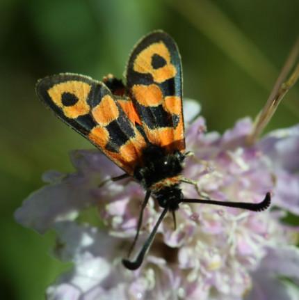 GeoNature - ateliers techniques sept 2018 à Montpellier - AFB - Parc national des Écrins - Parc national des Cévennes