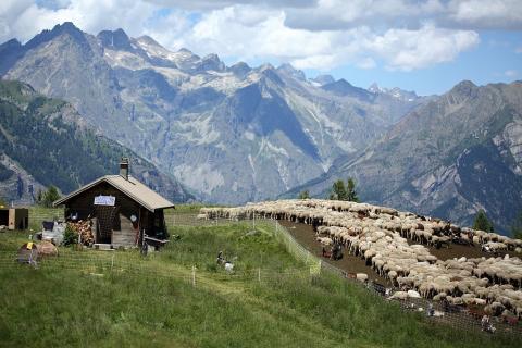 Troupeau dans les Ecrins © M.Coulon - Parc national des Ecrins
