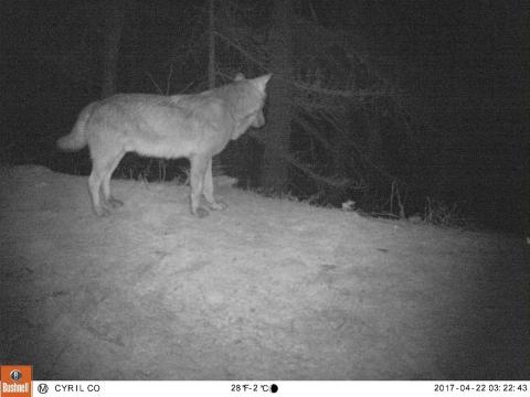Loup - image piège photo Parc national des Ecrins - 2017