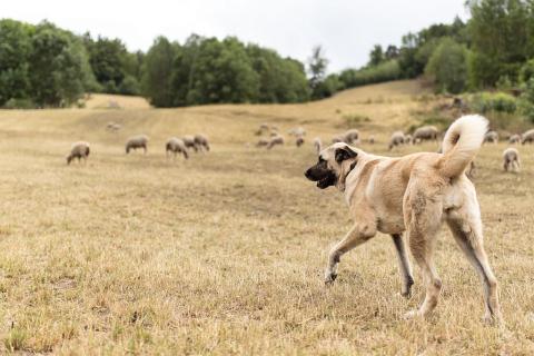 Berger d'Anatolie - chiens de protection © F.Thibault - Parc national des Ecrins