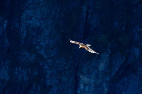 Gypaète du trio reproducteur de Mizoën - mai 2018 - © T.Maillet - Parc national des Ecrins