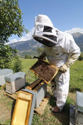 Jean-Jacques Daubert, apiculteur à Châteauroux-les-Alpes, ambassadeur de la marque esprit parc national dans les Ecrins depuis sa création. © M.Bouvier-Parc national des Écrins