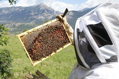 Jean-Jacques Daubert, apiculteur à Châteauroux-les-Alpes, ambassadeur de la marque esprit parc national dans les Ecrins depuis sa création. © M.Bouvier-Parc national des Écrins