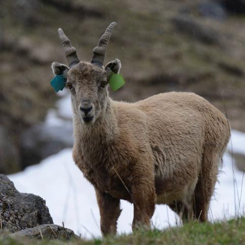 Gamin - bouquetin marqué Ecrins © R.Papet - Parc national des Ecrins