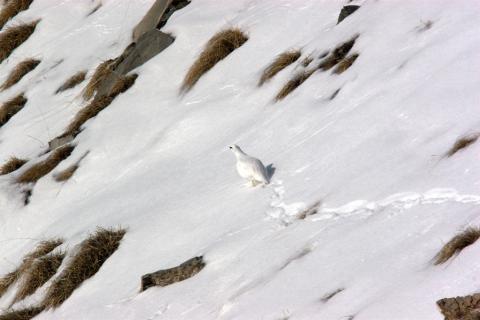lagopède alpin © R.Chevallier - Parc national des Ecrins