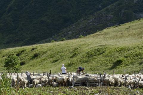 brebis Surette © D.Vincent - Parc national des Écrins