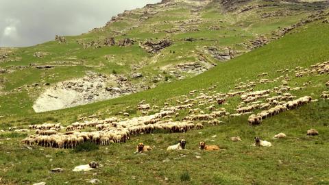 Troupeau et chiens de protections- alpage grande cabane - © P.Brien © Parc national des Écrins