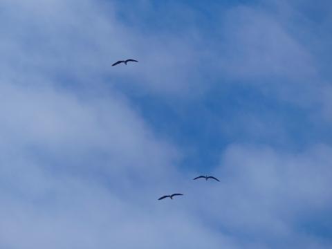 Observation migrateurs - mai 2019 © Parc national des Écrins