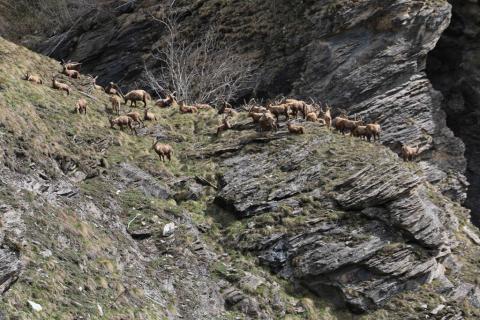 Re-capture Dimanche - Rochemolle - 10 mai 2019 - © H.Quellier - Parc national des Écrins