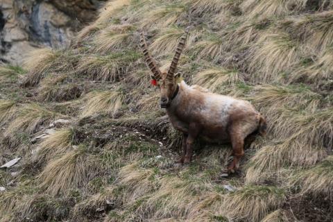 Re-capture Dimanche - Rochemolle - 10 mai 2019 - © H.Quellier - Parc national des Écrins
