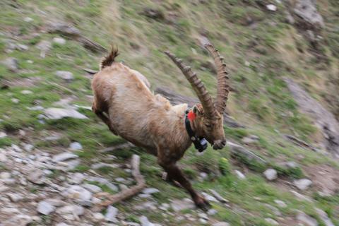 Re-capture Dimanche - Rochemolle - 10 mai 2019 - © H.Quellier - Parc national des Écrins