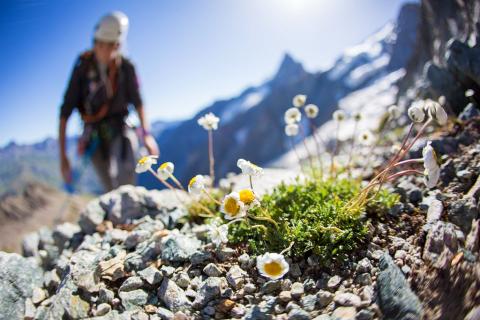 Ecologie verticale © P.Saulay - Parc national des Ecrins