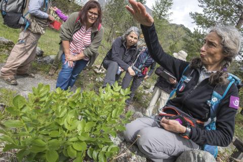 Sortie botanique avec Marie, du Parc national et l'association Bérardie - Ecrins de nature 2019 en Vallouise - © P.Saulay-Parc national des Ecrins