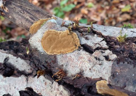Phellinopsis conchata B DODELIN