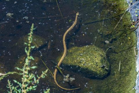 Couleuvre à collier - mare sonneur d'Embrun - © M.Coulon - Parc national des Ecrins