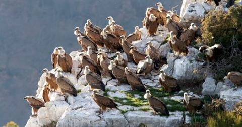 photo Envergures alpines