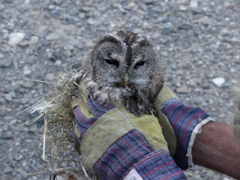 lâcher d'une chouette hulotte, sept 2019 - © Parc national des Ecrins