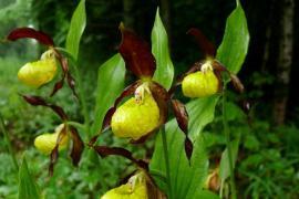 Sabot de Vénus - photo Marie Quiquemelle -Parc national des forêts 