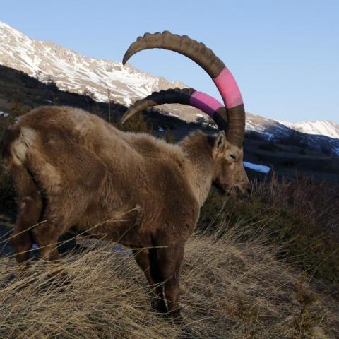 Bouquetin mâle cerces marqué suite blessure collet - mars 2019 - © Parc national des Ecrins