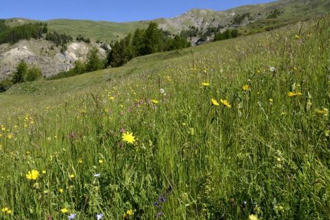 Prairie ferme des cabrioles - 2ème prix national concours agri-écologique national 2019 © D.Vincent - Parc national des Écrins