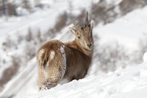 Eterlou mâle - photo C.Coursier - Parc national des Ecrins